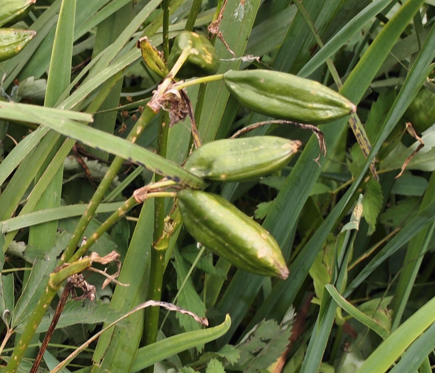 Iris, Yellow Flag fruit